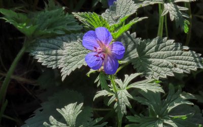 Meadow Cranesbill