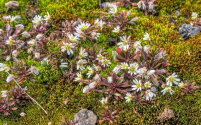 Common Whitlowgrass  – Erophila verna