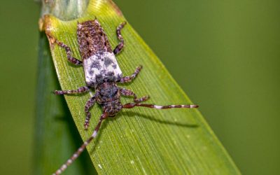 Greater Thorn-tipped Longhorn Beetle –                           Pogonocherus hispidulus