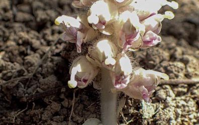 Toothwort