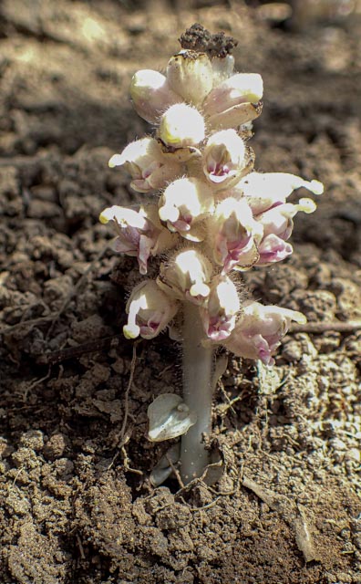 Toothwort