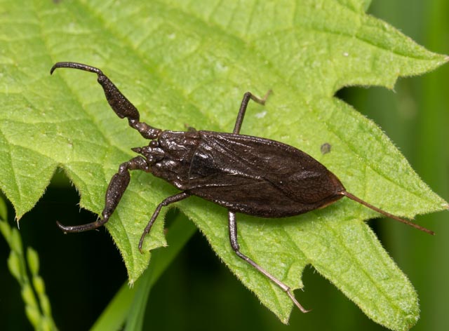 Waterscorpion