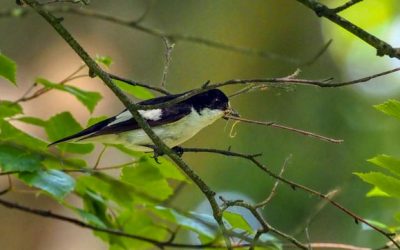 Pied Flycatchers in Wyre