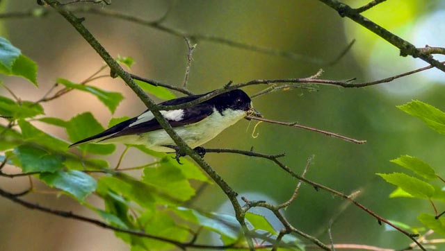 Pied Flycatchers in Wyre