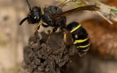 Cuckoo Wasp  Chrysis viridula – parasitising  Spiny Mason Wasp Odynerus spinipes