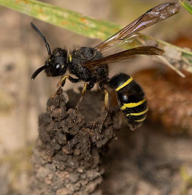 Cuckoo Wasp  Chrysis viridula – parasitising  Spiny Mason Wasp Odynerus spinipes