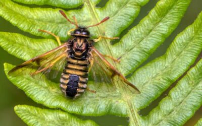 Scabious Sawfly – Abia sericea