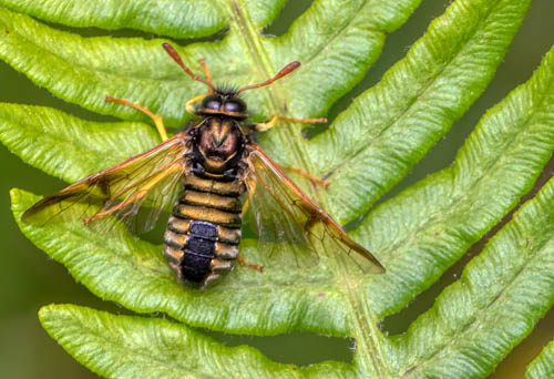 Scabious Sawfly – Abia sericea