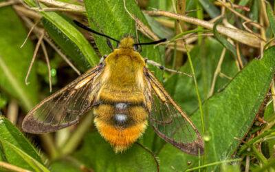 Narrow-bordered Bee Hawk-moth