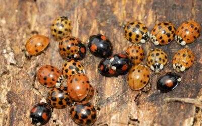 A Loveliness of Ladybirds?