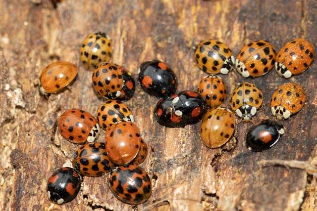 A Loveliness of Ladybirds?