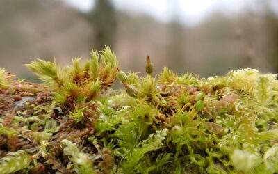 Orthotrichum pulchellum – Elegant Bristle-moss