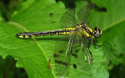 Club-tailed Dragonfly emergence