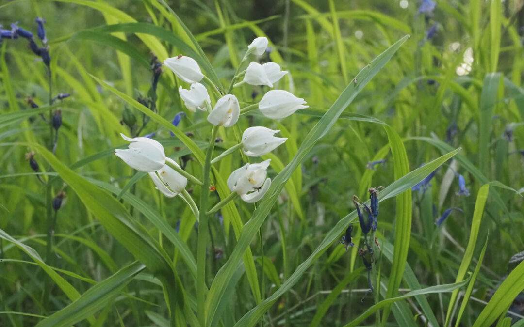 Narrow-leaved Helleborine (Cephalanthera longifolia)