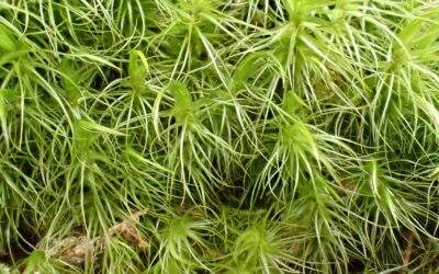 Greater Fork-moss – Dicranum majus