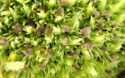 Bryophilous fungi growing on Leucobryum glaucum Large White-moss