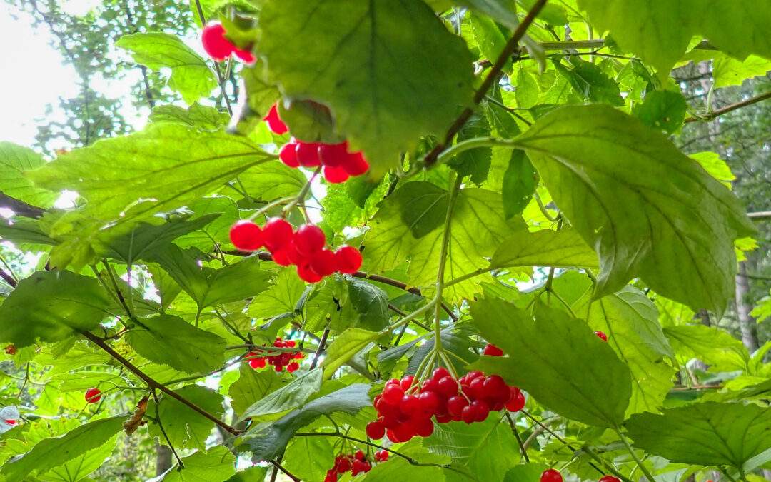 Guelder-rose (Viburnum opulus)