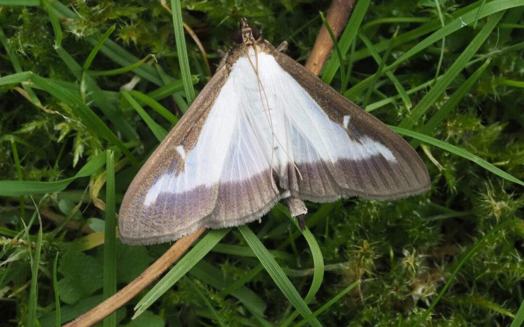 Box-tree Moth Cydalima perspectalis