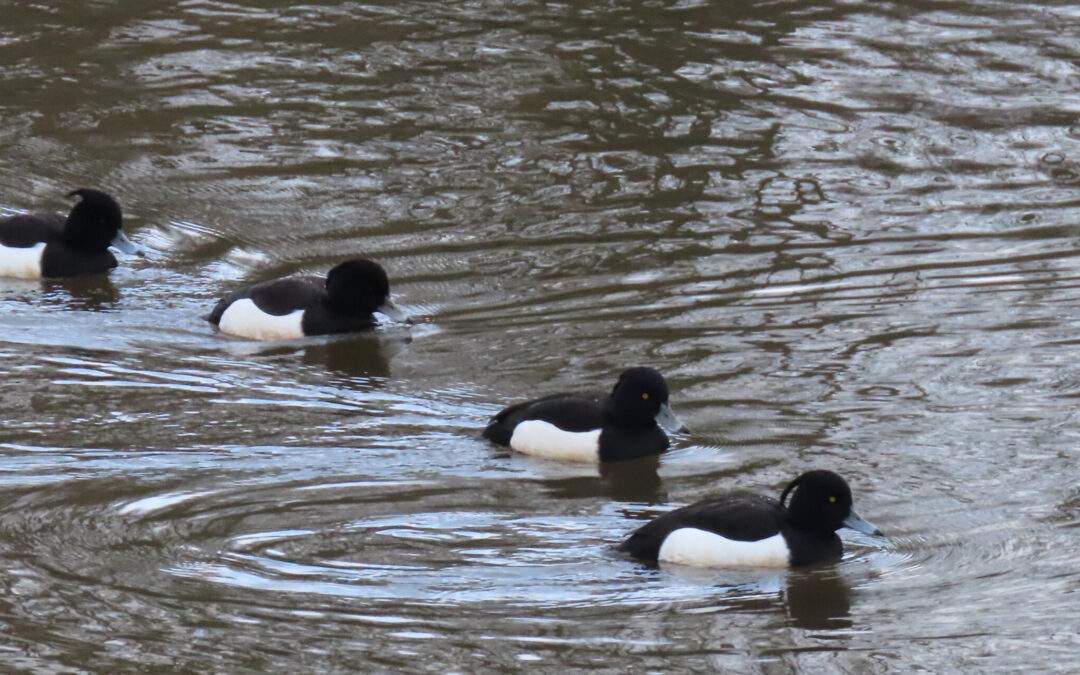 Male Tufted Ducks