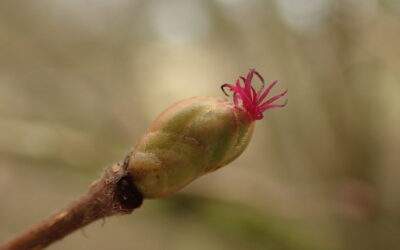 Female Hazel flower