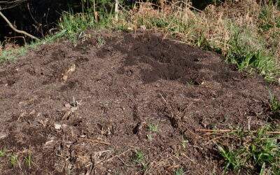 The Centre of Attention; Ants and Ladybirds