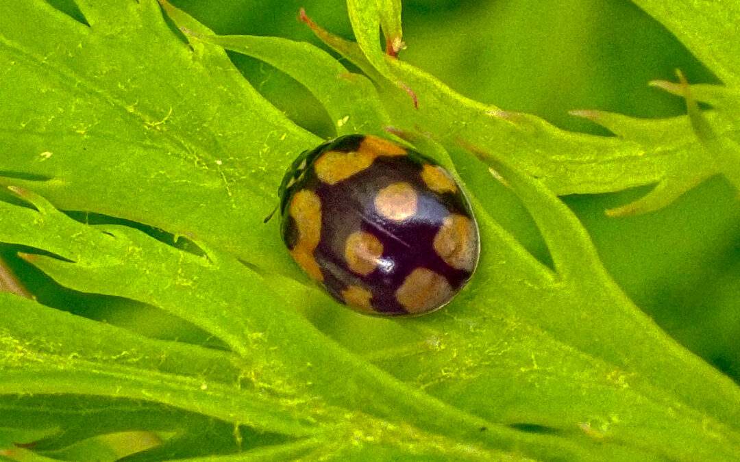 Adalia decempunctata (10-spot Ladybird)